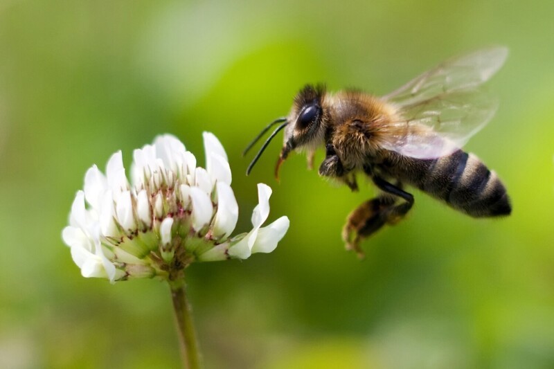 "Если пчела несколько раз намеренно "стукнулась" об вас головой или летает вокруг вас, отойдите в другое место. Они предупреждают вас, что вы подходите слишком близко к гнезду"
