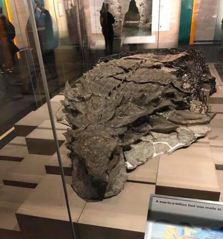 Этот окаменелый нодозавр, найденный в Канаде в 2011 году, считается самым хорошо сохранившимся динозавром из когда-либо обнаруженных. Ему более 110 миллионов лет