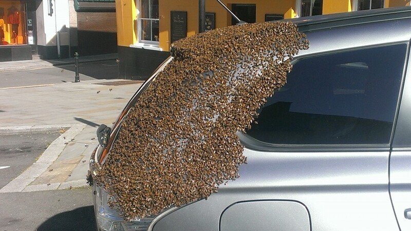 В 2016 году рой из 20 000 пчел следовал за автомобилем два дня подряд, потому что их пчеломатка была внутри