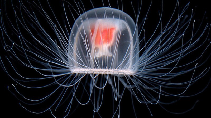 11. Есть виды медуз, которые предположительно могут жить вечно. Они обладают уникальной способностью обращать вспять свой жизненный цикл и возвращаться к более ранней фазе своей жизни