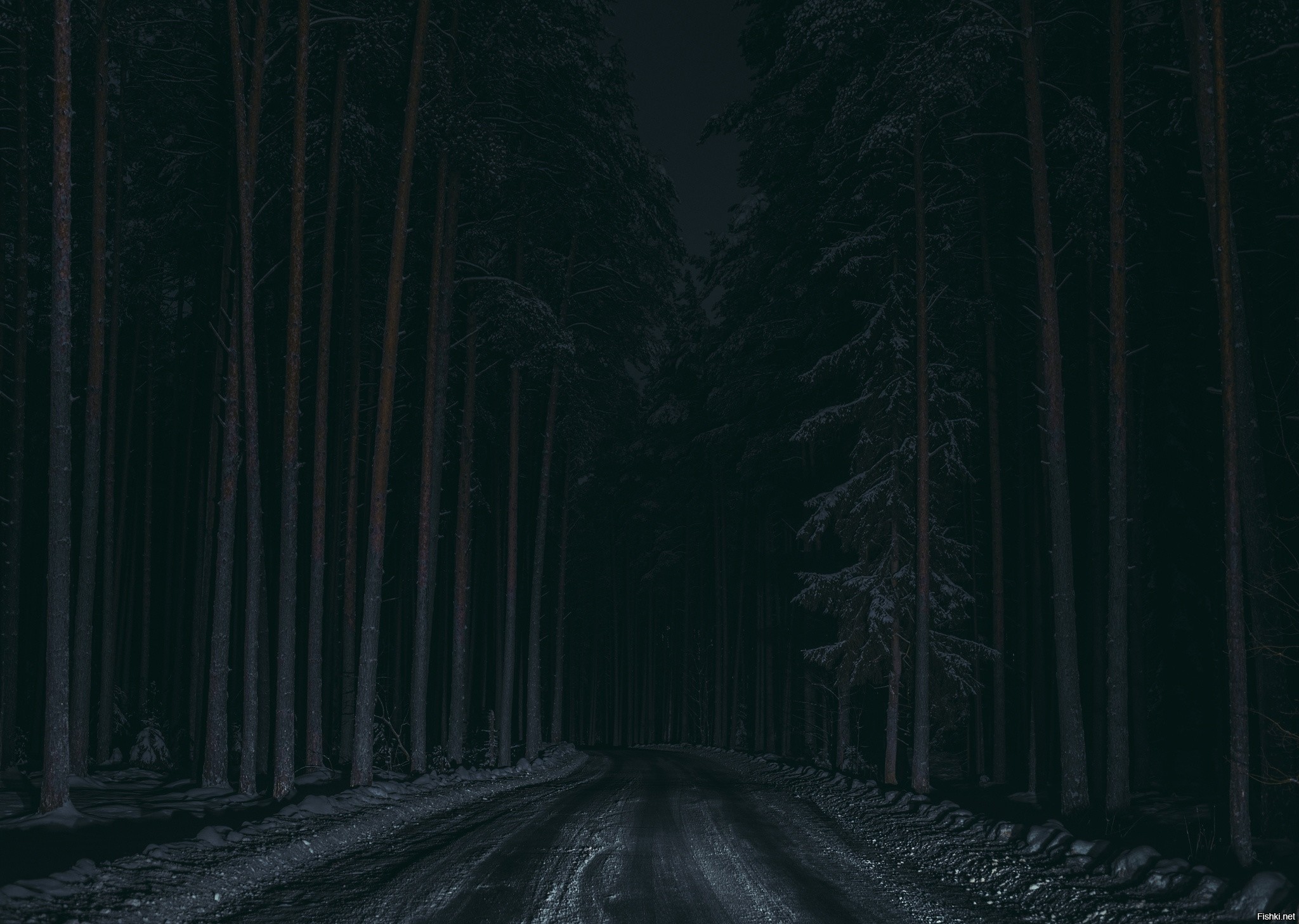 Ночной лес