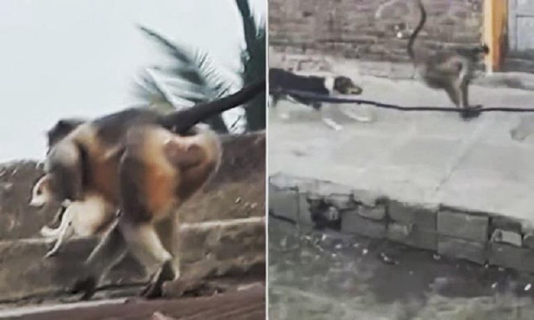 В Индии обезьяны мстят собакам