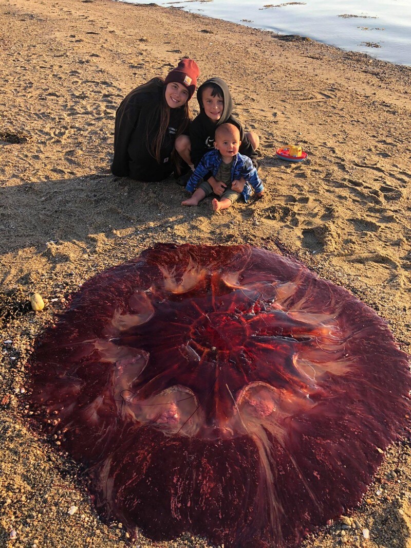 Медуза цианея гигантская и человек