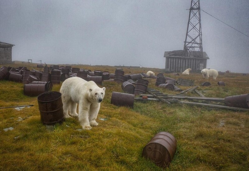 Полярные медведи на покинутой советской метеорологической станции