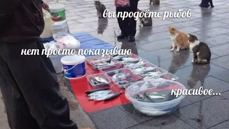 Кот, работающий продавцом «рыбов», покорил интернет