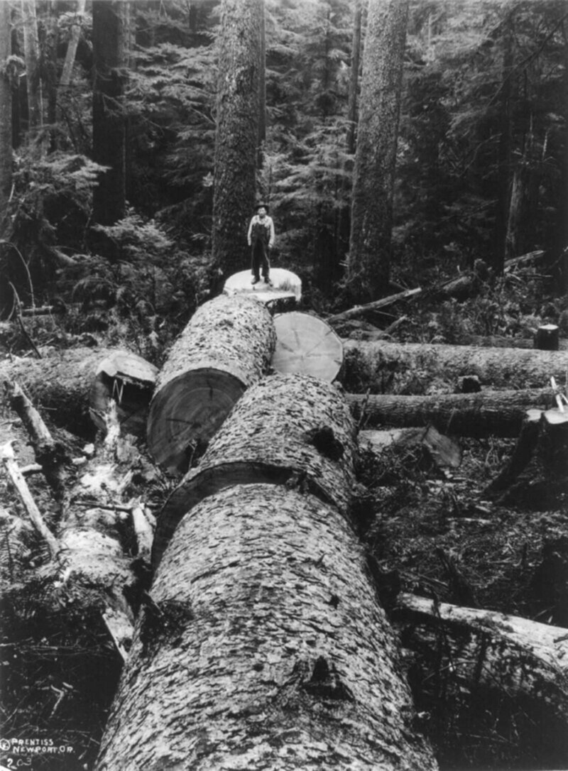 Лесоруб стоит на поваленной ели, ок. 1918 г.