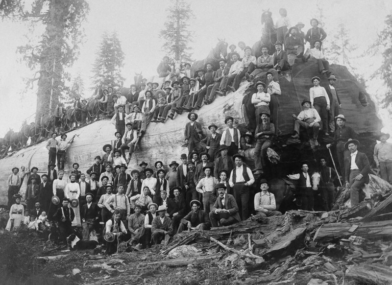 Более 100 человек стоят у вырубленного гигантского дерева секвойи в Калифорнии. 1917 г.