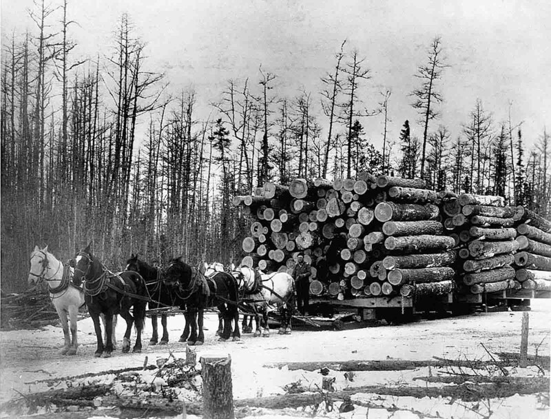 Упряжка лошадей тянет сани, набитые красными и белыми сосновыми бревнами. Ред-Лейк, штат Миннесота, начало 20 века