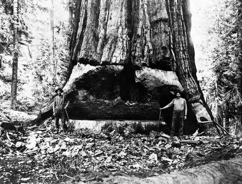 Лесорубы подрезают гигантское дерево секвойи в Калифорнии. 1902 г.