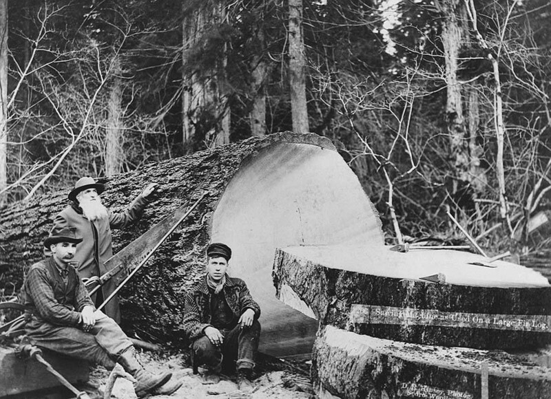 Три лесоруба рядом с большим еловым бревном, распиленным с помощью пилы в Седро-Вулли, Вашингтон. 1900 г.