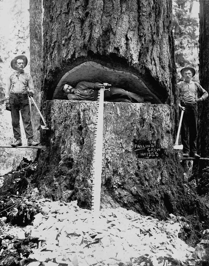 Лесорубы на фоне Дугласовой пихты в Вашингтоне. 1899 г.