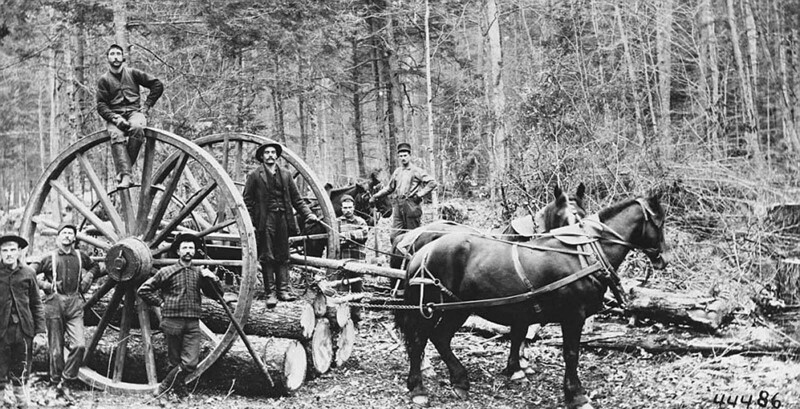 Лошади в лесозаготовительных поселках тоже трудились как проклятые