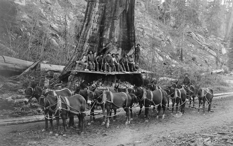 Лесорубы и команда из 10 мулов готовятся срубить секвойю в Калифорнии. 1917 г.