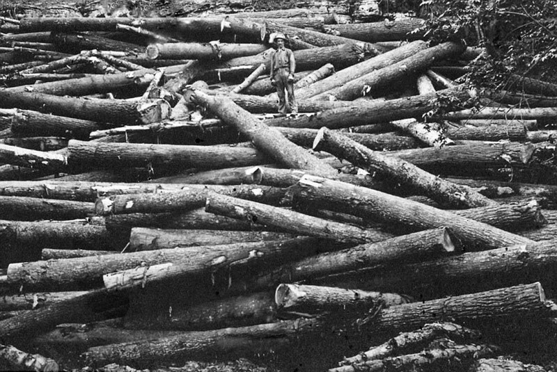 Лесоруб почти сливается с вырубленными деревьями
