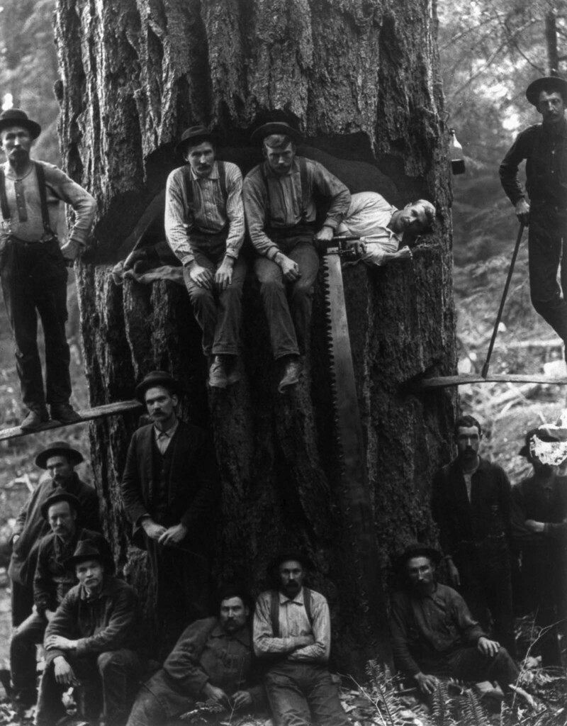 Лесорубы позируют у дерева диаметром 3,5 м. 1901 г.