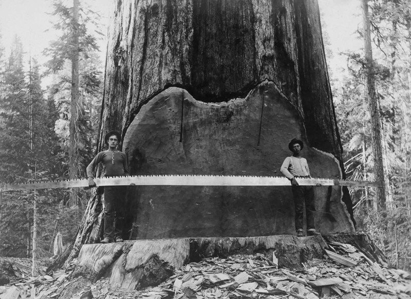 Лесорубы с торцовочной пилой на фоне гигантской секвойи в Калифорнии. 1917 г.