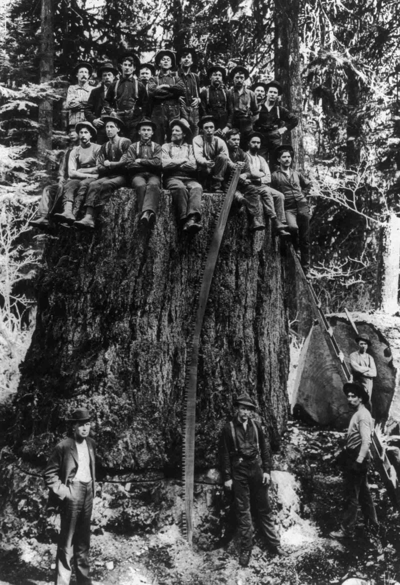 Лесорубы позируют на пне дерева, которое экспонировалось на Всемирной выставке в Сент-Луисе. 1904 г.