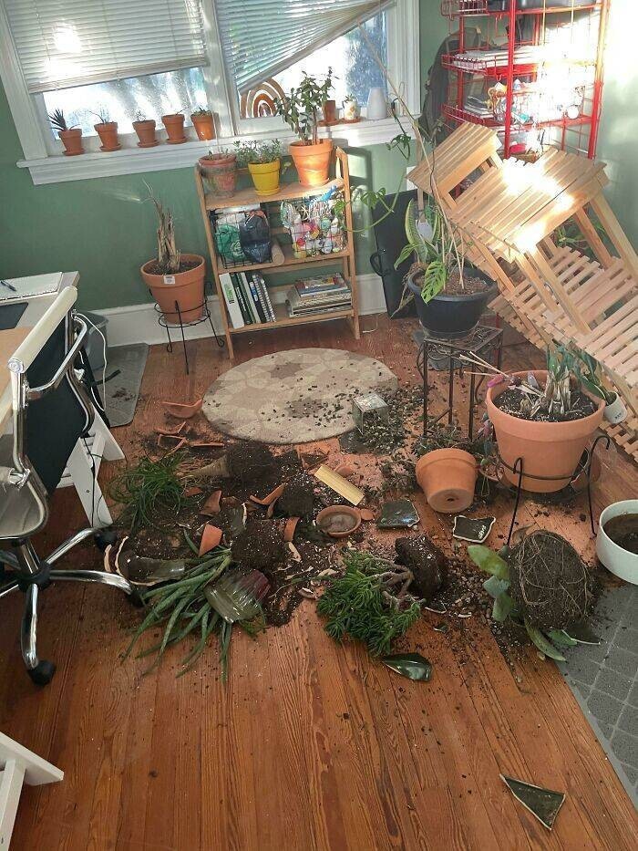"Практически все мои растения сломаны. Зато ни один кот не пострадал"