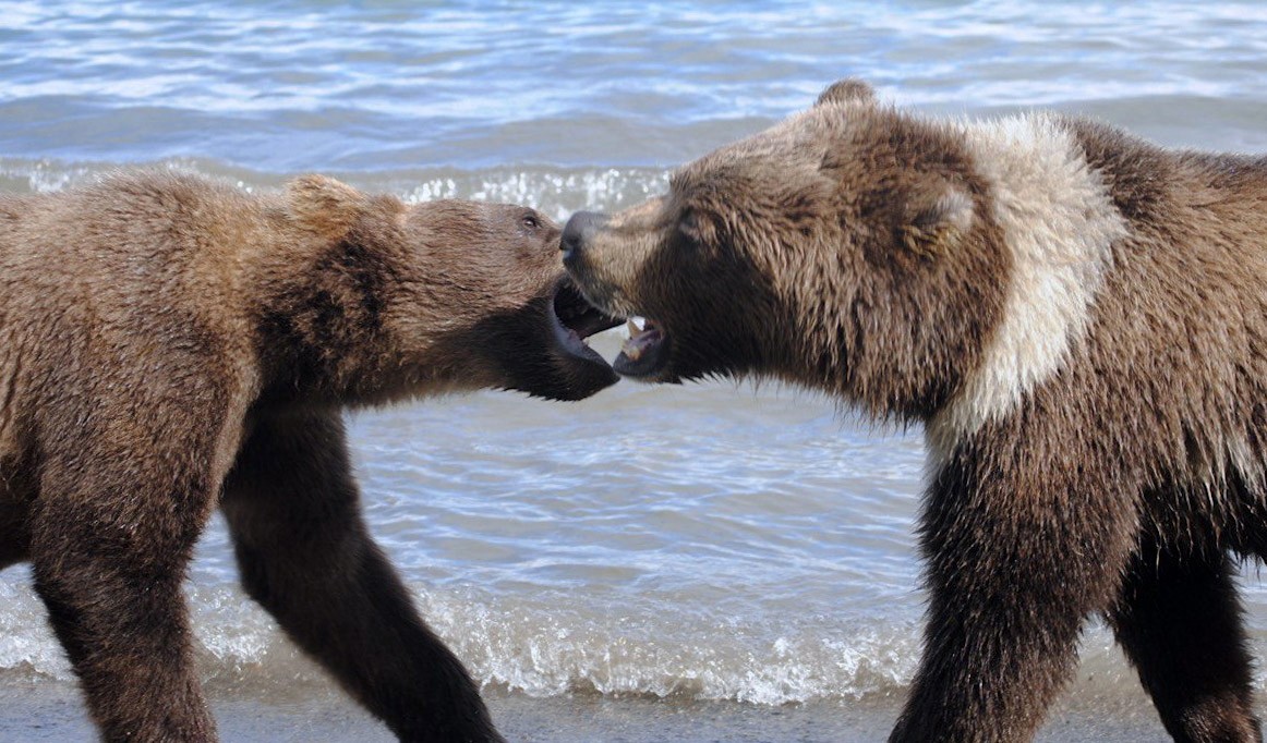 Почему у медведя нет мамы. Медвединый. Почему у медведей слабое сердце. Медвежьею почему ь.