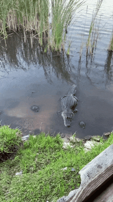 Бесстрашная черепаха