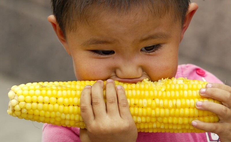 23. Початки кукурузы обычно имеют четное количество рядов - в среднем их 16