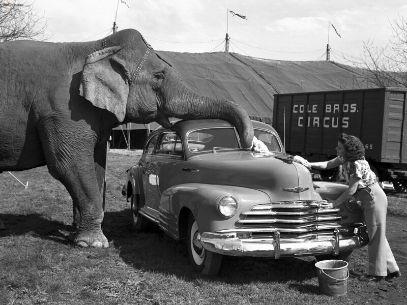Слон помогает мыть машину, США, 1950-е