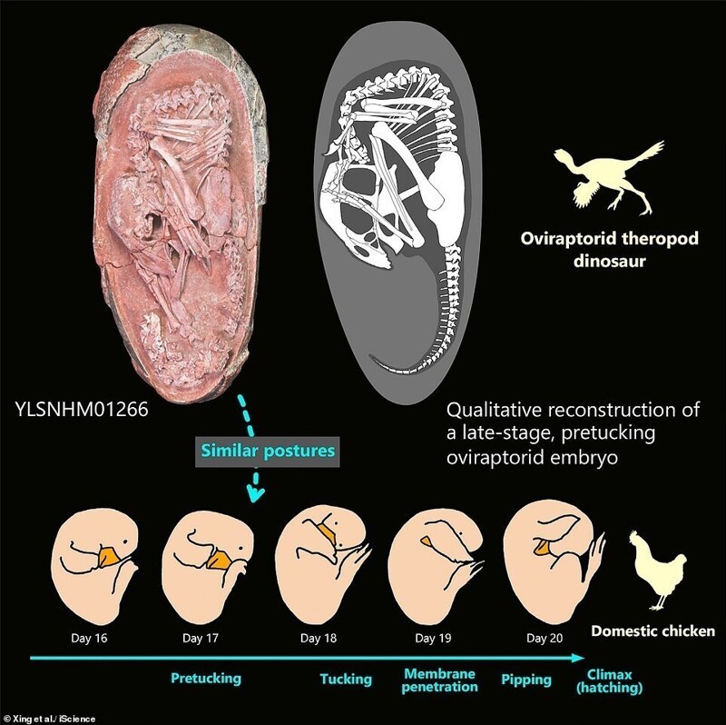 Сравнение поз эмбрионов овираптора и домашней курицы