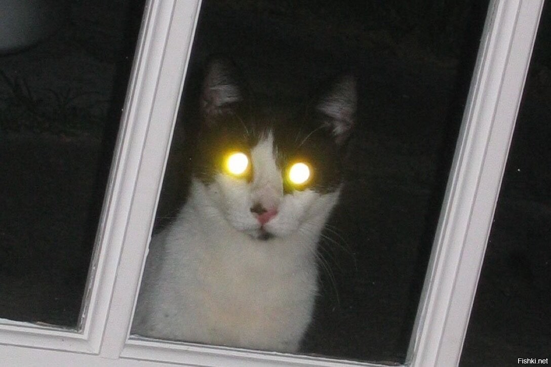 Кот со светящимися глазами