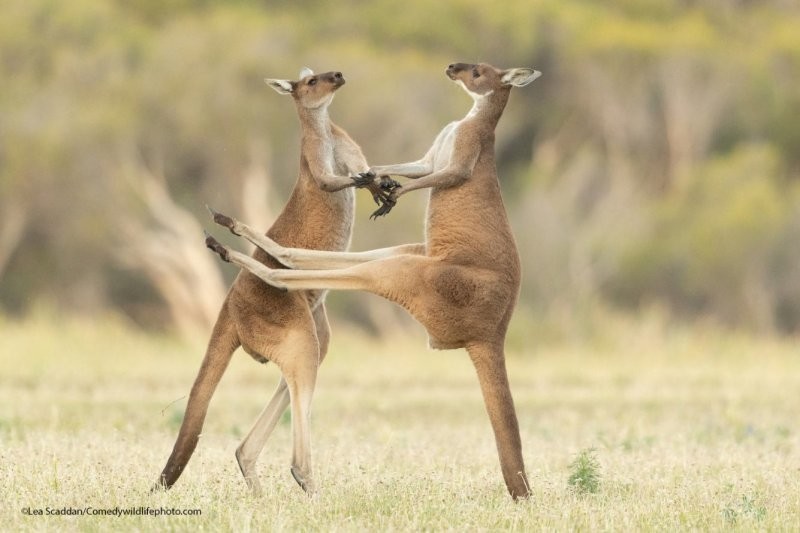 Победители конкурса Comedy Wildlife Photography Awards 2021