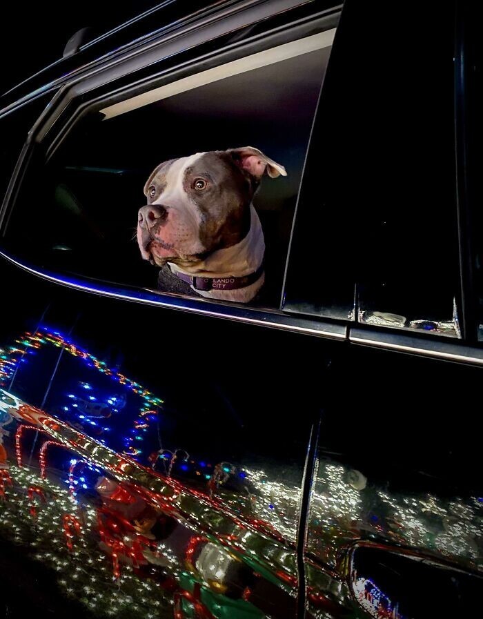 "Мы отвозим пса посмотреть на новогодние огоньки, и он всегда это обожает"