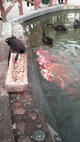 Просто гифки, всякие и разные