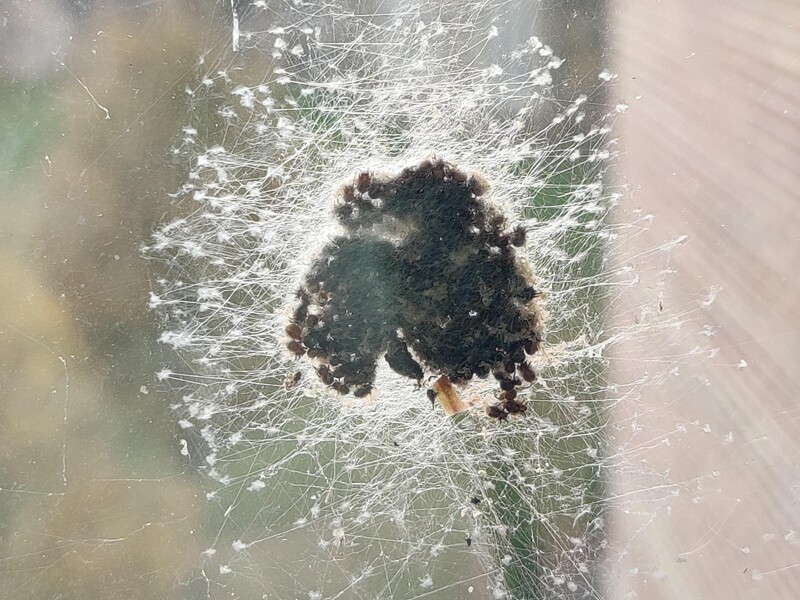 Задняя сторона паучьего гнезда, заполненного маленькими паучками
