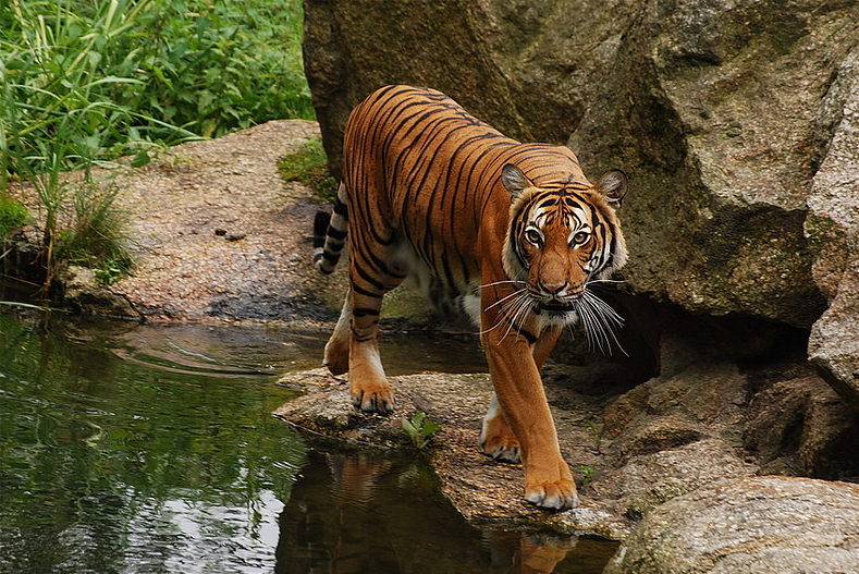 Малайский тигр: Самый маленький тигр. Эта кроха уступает в размерах своим обычным сородичам почти в 2 раза!