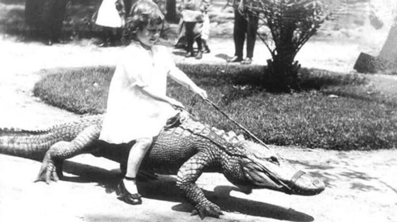 Крокодилы для кино: самый необычный бизнес в Голливуде