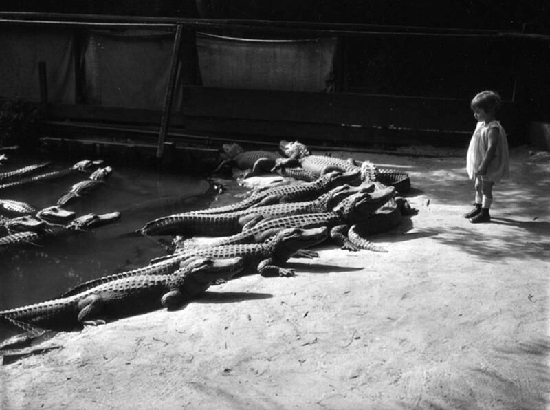 Крокодилы для кино: самый необычный бизнес в Голливуде
