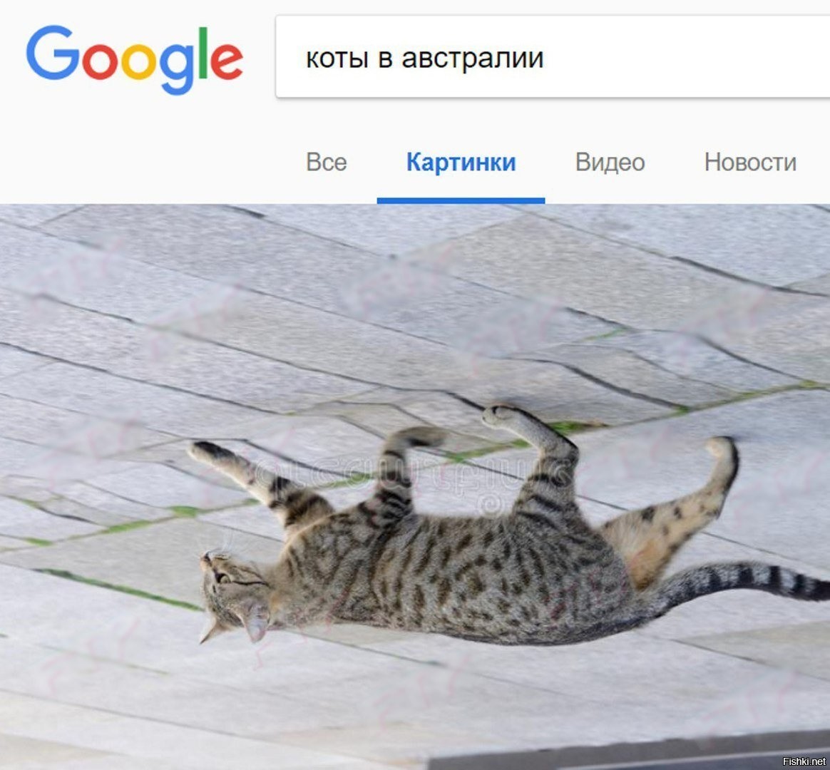 Гугл котики
