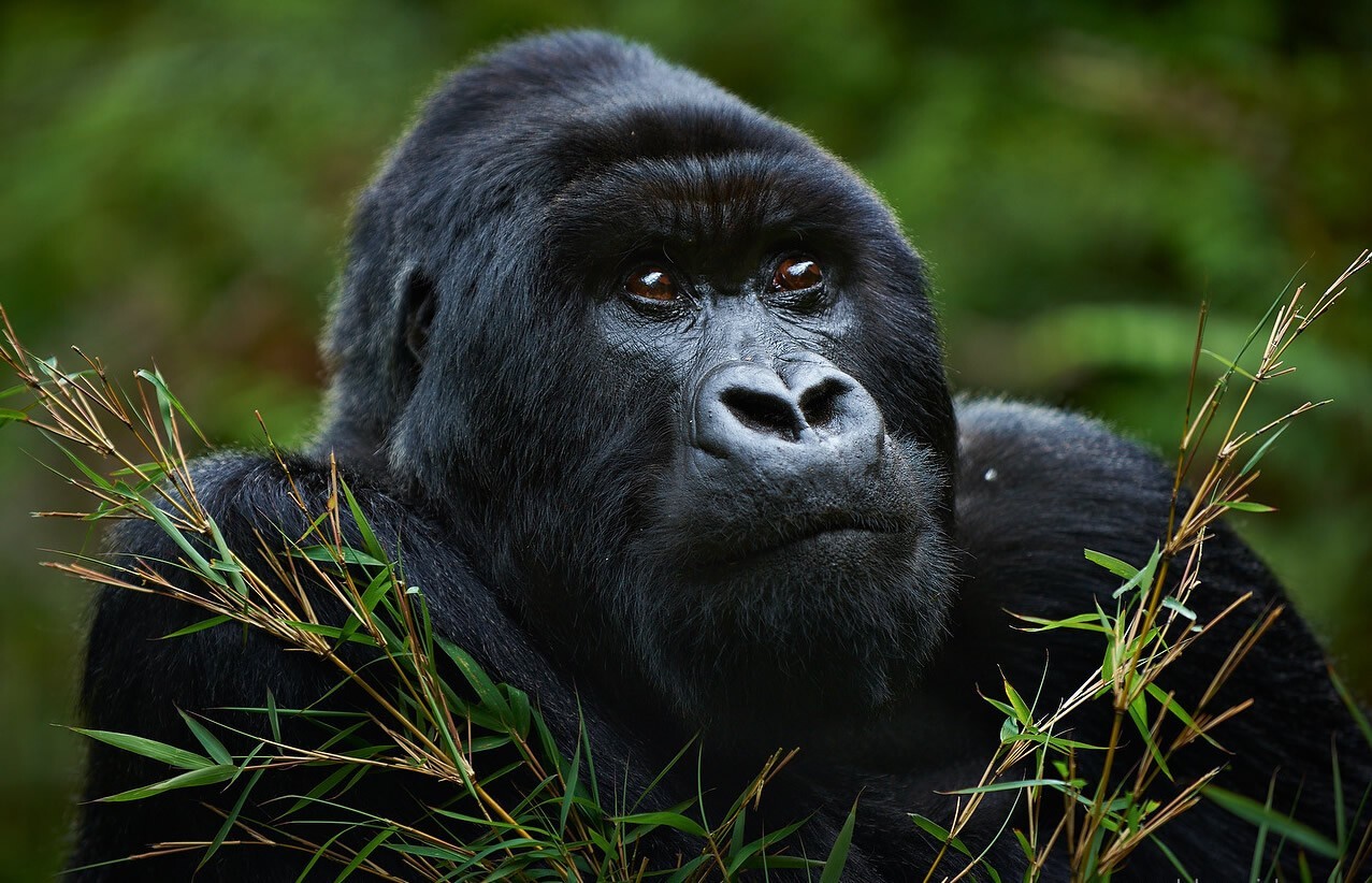 Фото гориллы. Горилла. Горилла (Gorilla Gorilla). Восточная Горная горилла. Африканская горилла.