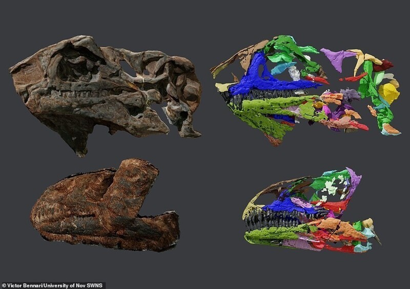 Виды динозавров, открытые за 2021 год