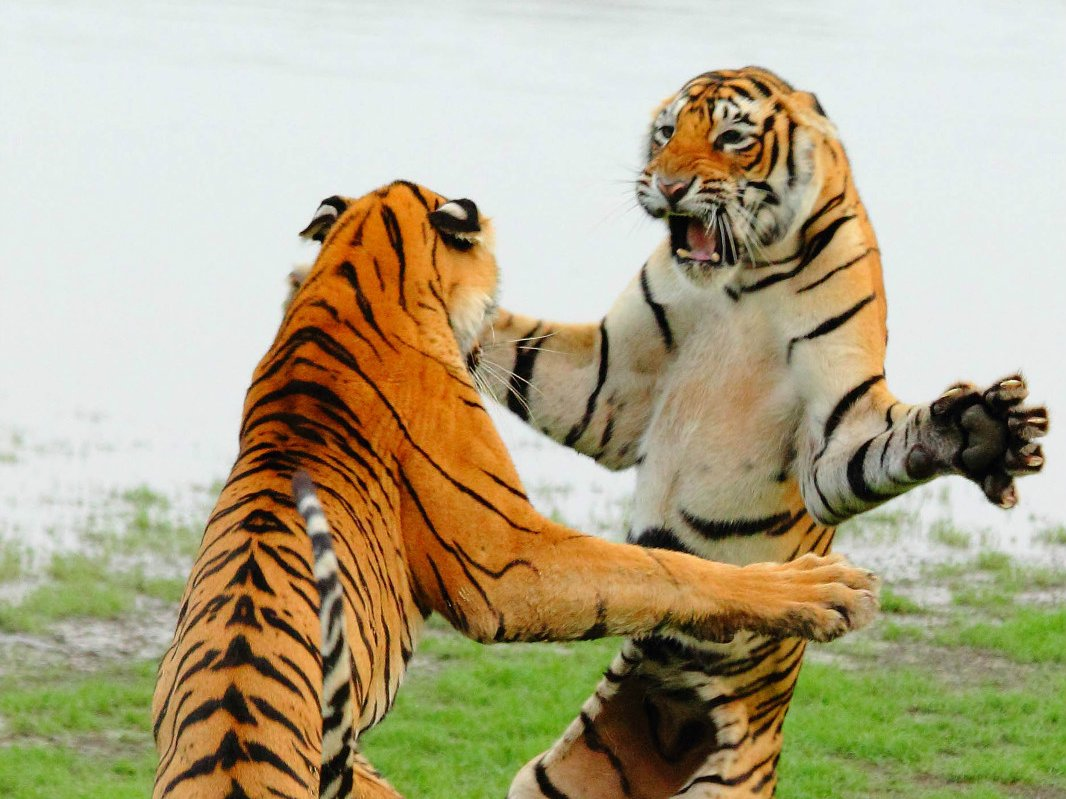 Тигр живу 2. Тигры дерутся. Драка двух тигров. Два тигра дерутся. Тигр драка.