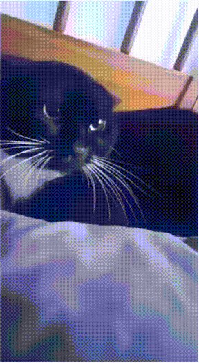 Заткнули рот