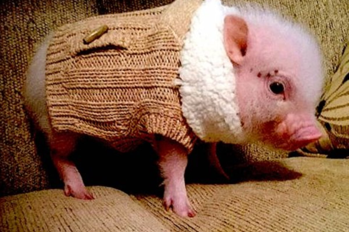 Одежда для свиньи