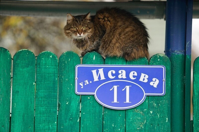 Красивые русские котики