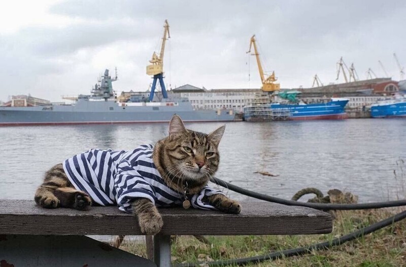 Красивые русские котики