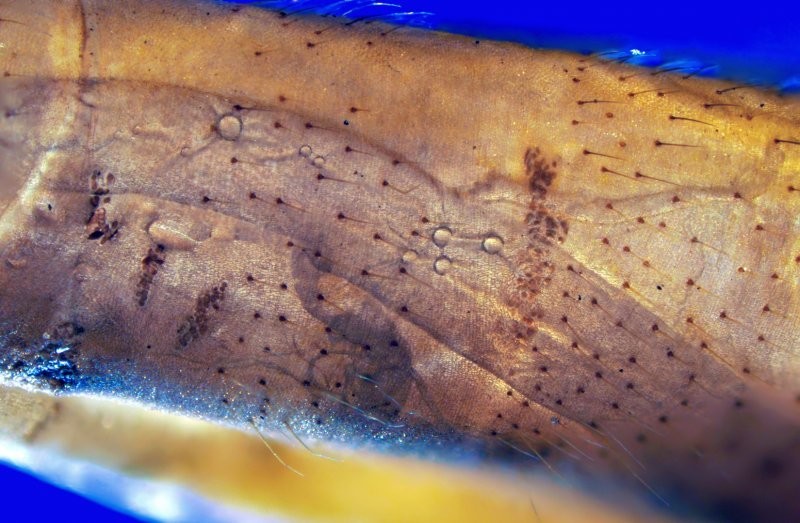 Рисунок на теле  комара  под микроскопом
