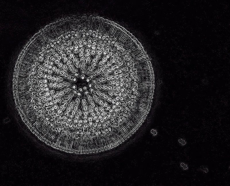 Панцирь диатомовой водоросли под микроскопом в максимальном оптическом увеличении