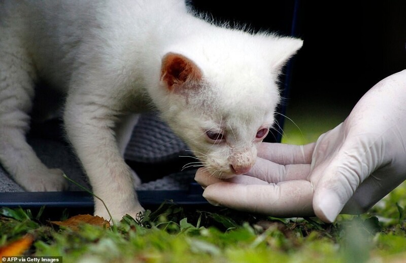 В Колумбии спасли редкого зверька с альбинизмом