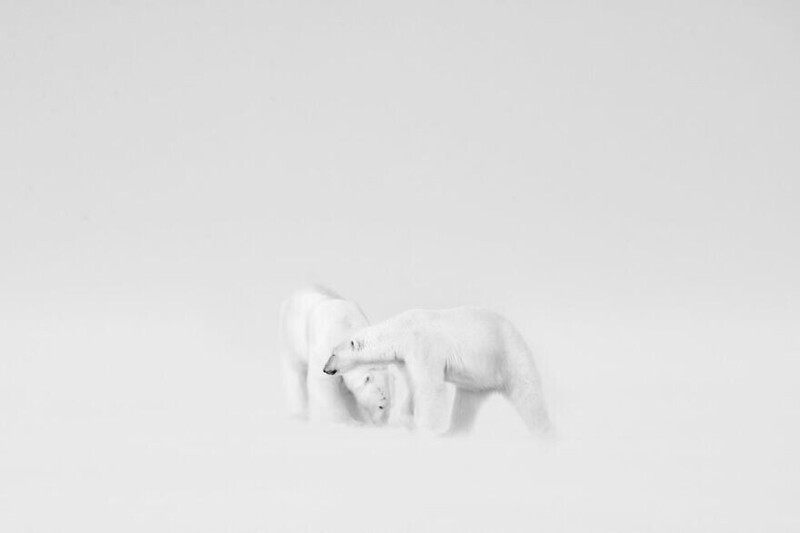 "Свадьба белых медведей", фотограф Roie Galitz