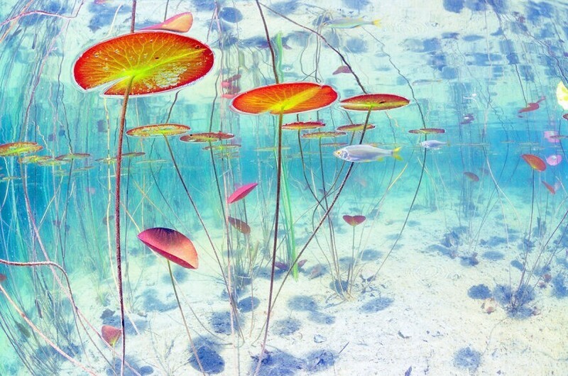 "Невероятный мир под водой", Gaël Modrak