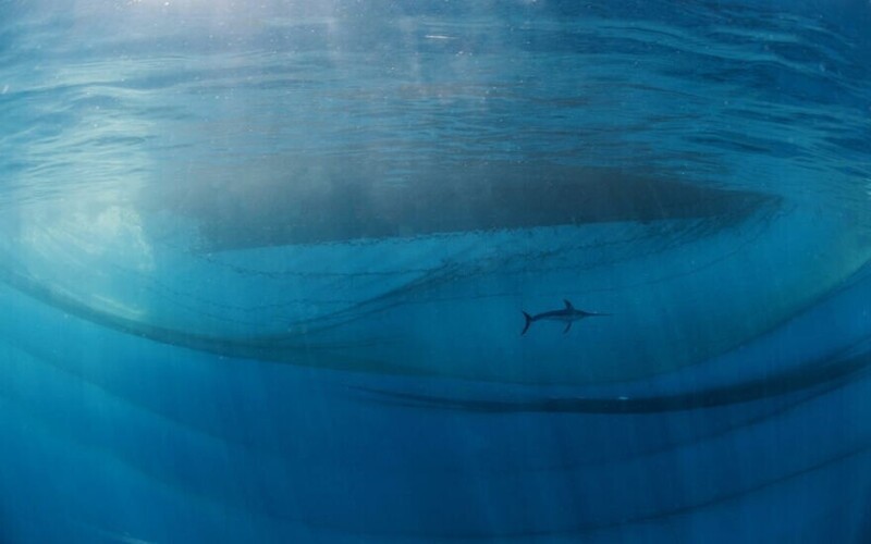 "Король океана", фотограф Javier Murcia