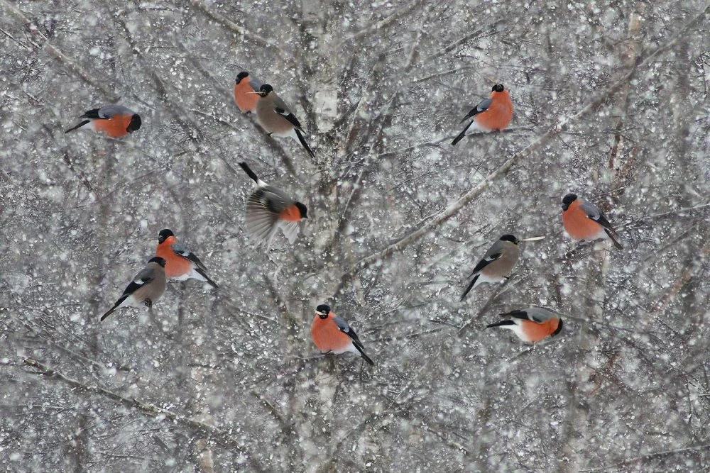 Зимующие птицы Снегирь. Стая снегирей. Снегири в кустах